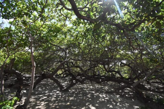 Cajueiro da Praia recebe autorizações obras de mobilidade, saúde, educação e turismo