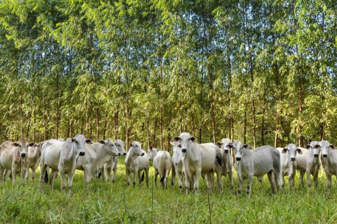 Plano ABC+: entenda metas do agro para reduzir emissão de poluentes até 2030