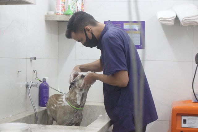 Cachorro ‘funcionaurio’ de posto de combustíveis ganha dia de beleza em Teresina